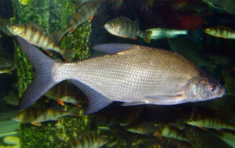 Common Bream Fish - Profile | Nutrition | Facts | Records - SeaFish