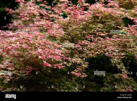 Acer Palmatum Otome Zakura Red Foliage Leaves Deciduous Tree Trees Japanese Maple Maples Rm