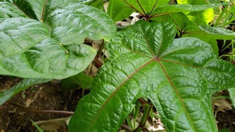 16 Edible Greens For The Tropical Garden Homesteadinʻ Hawaiʻi