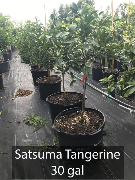 Satsuma — Guacalina Nursery And Broker