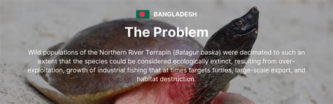 Conservation Of The Northern River Terrapin Project Batagur Baska