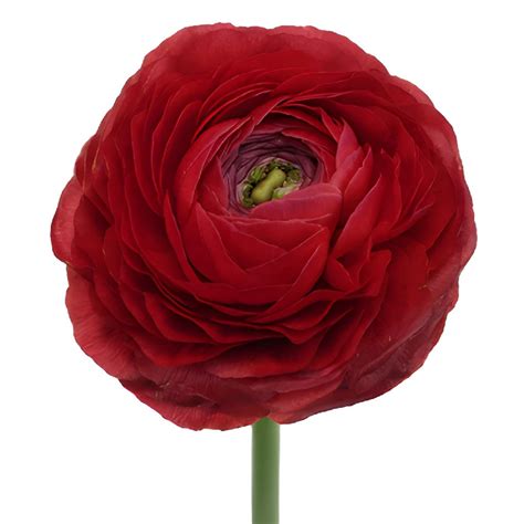 Fire Red Italian Cloony Ranunculus Fiftyflowers