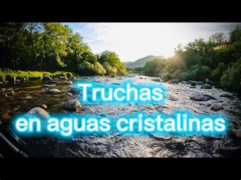 Conseguiremos Pescar Como Pescar Truchas A Mosca En Aguas Cristalinas