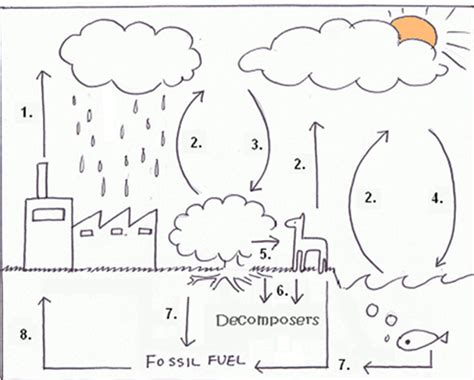 Diagram Of Science Carbon Cycle Quizlet