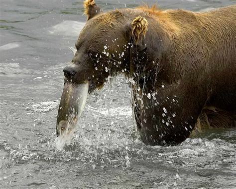 Free picture: brown bear, eating, fish, river