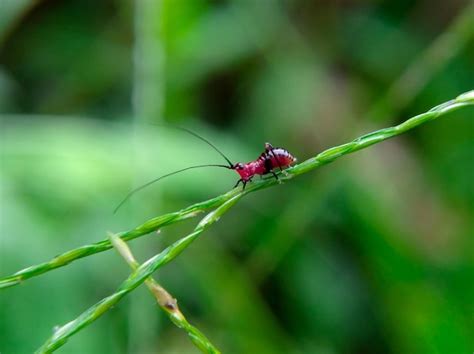 Premium Photo | Small grasshopper conocephalus melaenus on the grass