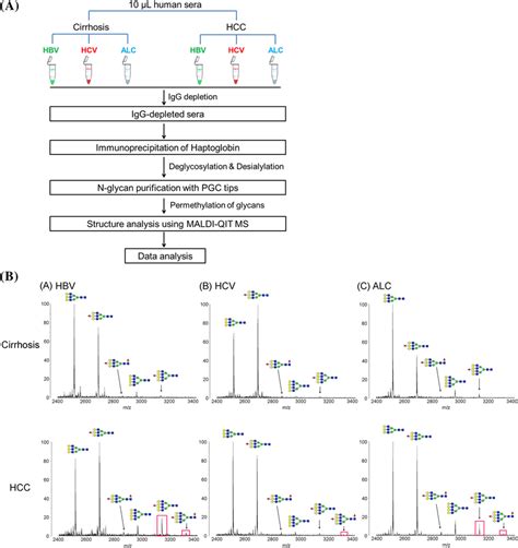 A Workflow Of N‐glycan Profiling Of Haptoglobin And Fucosylation