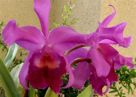 Orchids - Flowers Photo (724976) - Fanpop