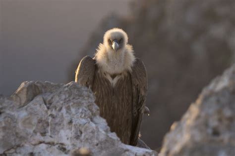 Des Vautours Dans Le Cantal Venez D Couvrir Ces Oiseaux Autour D Un