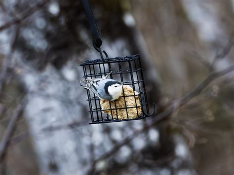 Ebird Checklist Dec Ma Cour Species