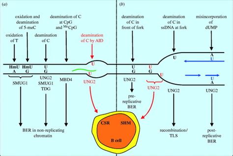 Uracil In Dna And Its Processing By Different Dna Glycosylases