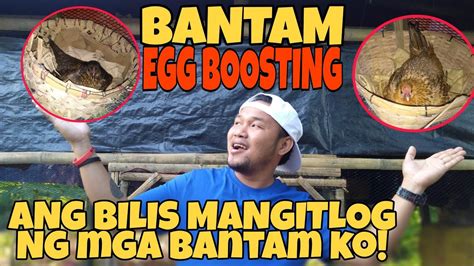 PAANO MAPABILIS ANG PANGINGITLOG NG MGA SERAMA AT CHABO BANTAM EGG