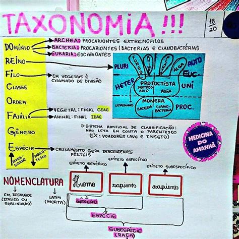 mapa mental de la taxonomía MAPA MENTAL LA TAXONOMIA