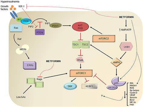 Frontiers Diabetes Pancreatic Cancer And Metformin Therapy