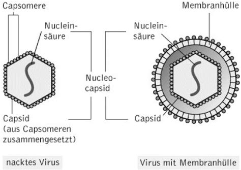 Viren Kompaktlexikon Der Biologie