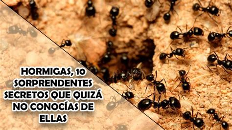 Hormigas 10 Sorprendentes Secretos Que Quizá No Conocías De Ellas El