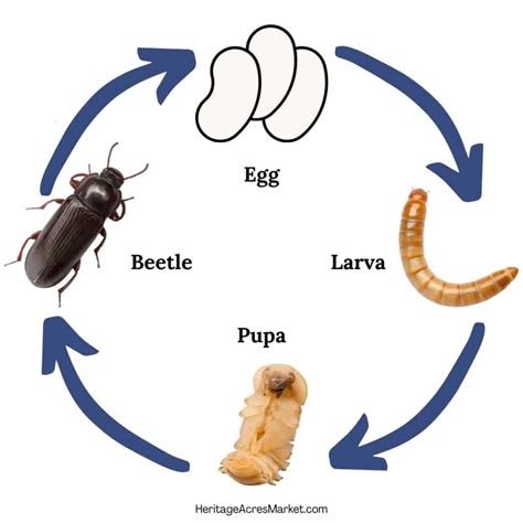 How To Start A Mealworm Farm A Comprehensive Guide For Beginners