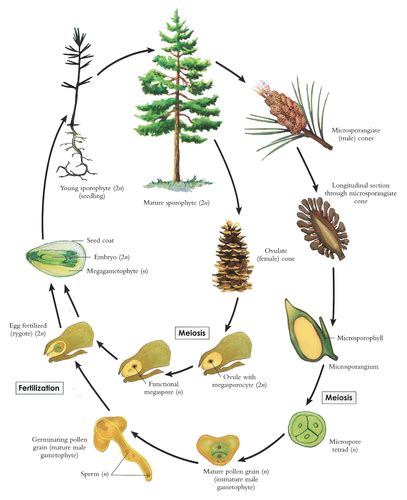 Pinophyta Life Cycle