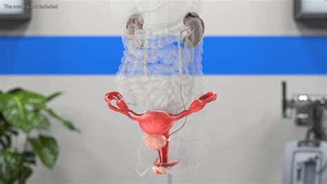 Female Reproductive System 3D Model $79 - .3ds .blend .c4d .fbx .max ...