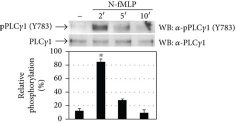 Tyrosine Phosphorylation Of 1175 Residues Of Flk 1kdr Triggers The