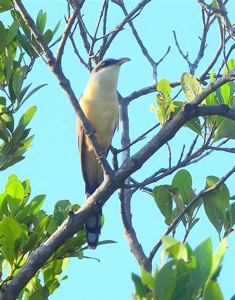 Foto Papa Lagarta Do Mangue Coccyzus Minor Por Romulo C Guerra Wiki