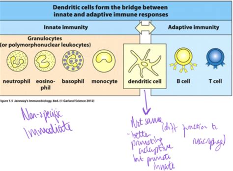 Ch 21 The Immune System Flashcards Quizlet