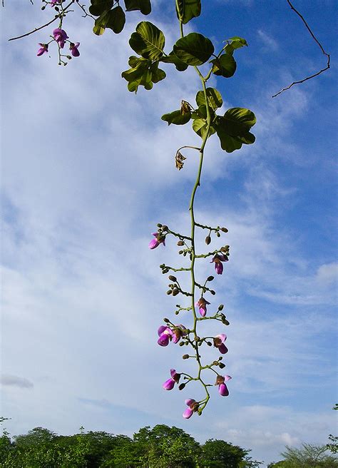 Flora Of Mozambique Species Information Individual Images Millettia