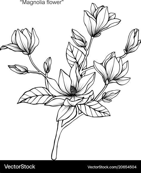 Magnolia flower drawing Royalty Free Vector Image