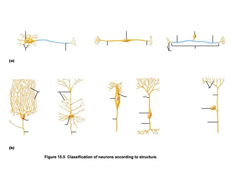 Structural Types of Neurons Diagram | Quizlet