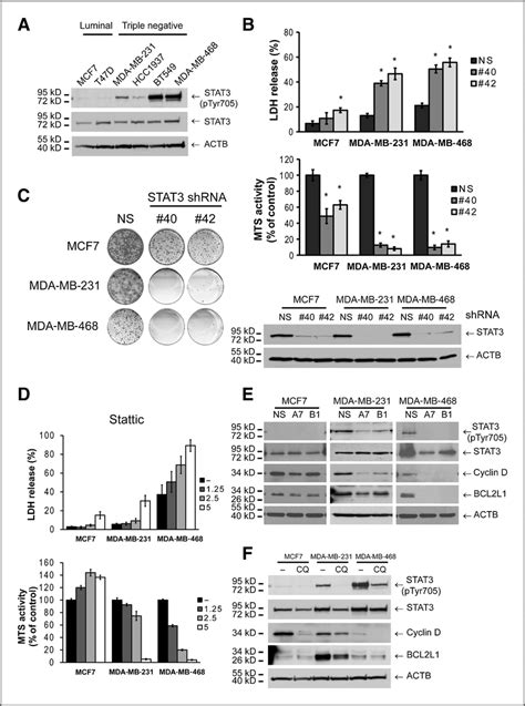 TNBC Cell Lines Have Constitutively Activated The JAK STAT Pathway And