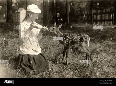 Baby deer kneeling hi-res stock photography and images - Alamy