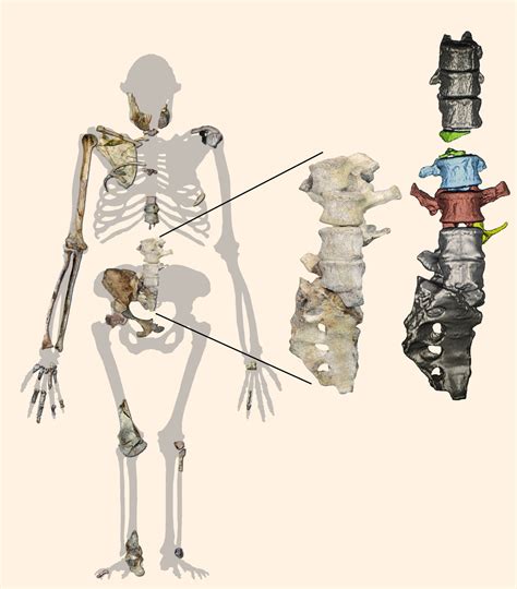 Australopithecus sediba Comfortably Walked on Two Legs, But Could Climb ...