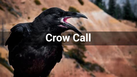 Crow Call • Animals • Sounds Effects No Copyright Sounds Youtube