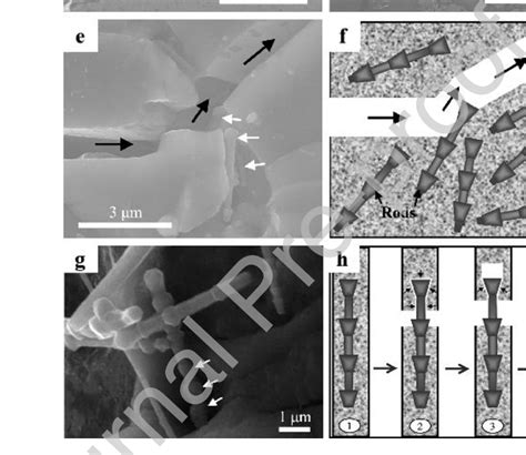 Sem Morphologies A Surface Of The Porous Layer With The