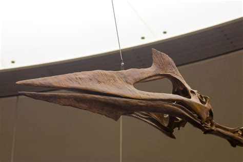 Quetzalcoatlus Fossil