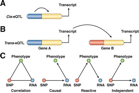 Linking Genetic Variation To Phenotype Eqtl Analysis Of Normal Human Ileum Gastroenterology