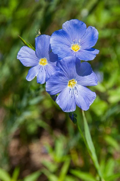 Crested Butte Wildflowers - William Horton Photography