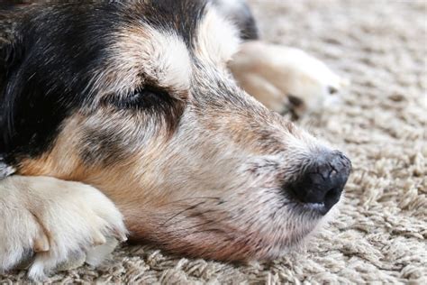 Dog Nose Hyperkeratosis: 9 Causes - Dr. Buzby's ToeGrips for Dogs