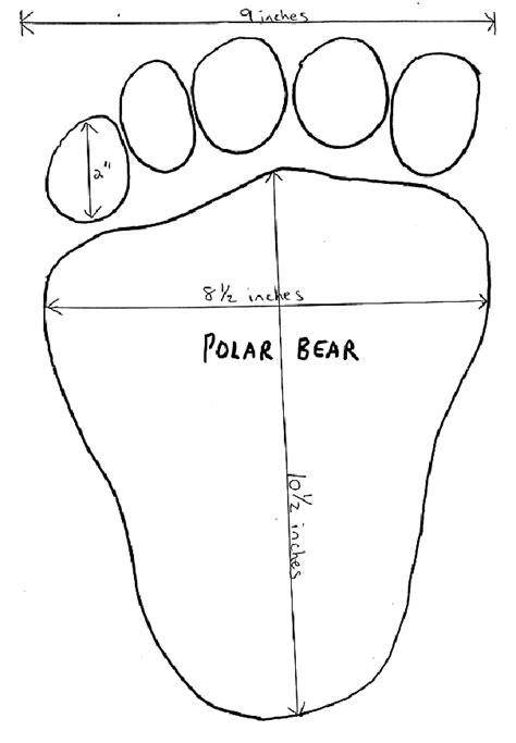 Polar bear paw print coloring pages