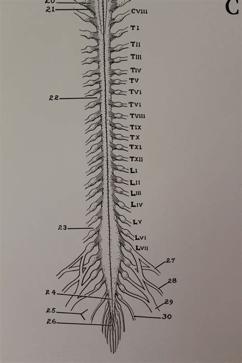 Vintage Fetal Pig Nervous System Wall Chart From Turtox - Etsy