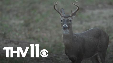 Arkansas Deer Hunting Season In Full Swing Outdoor Report Thv11