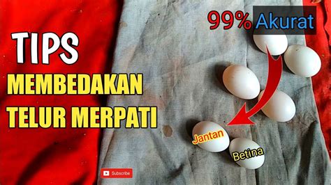 Cara Membedakan Telur Merpati Jantan Dan Betina Youtube