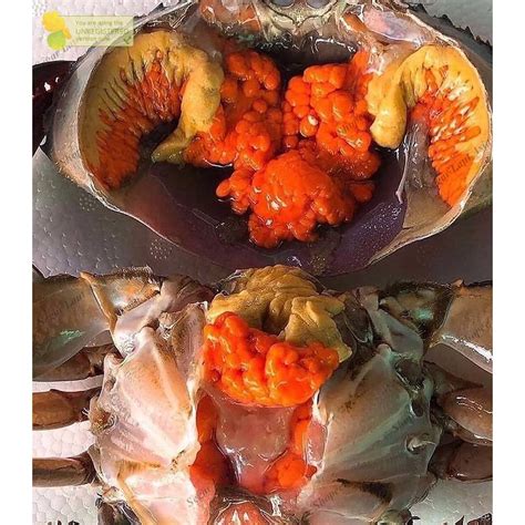 Jual Kepiting Hidup Kepiting Bakau Segar Kepiting Jumbo Kg Shopee