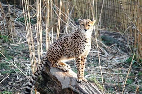 Cheetah Chester Zoo Mark Allen Flickr