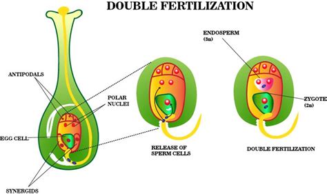 Formation Of The Primary Endosperm Nucleus Is Called Triple Fusion