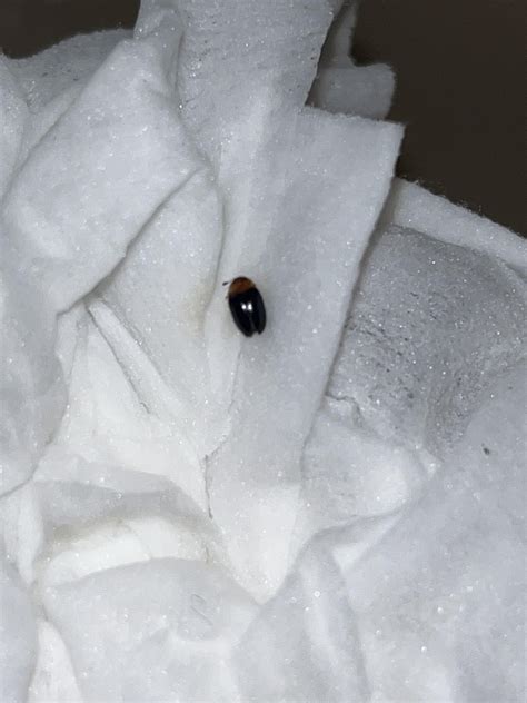 Small black bug with brownish head? What is it? : r/whatsthisbug