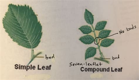 Leaf Vs Leaflet