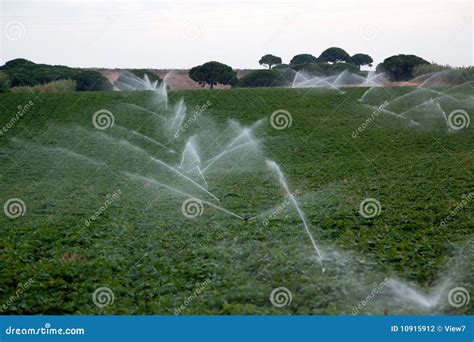 Irrigation in crops stock photo. Image of irrigate, grow - 10915912