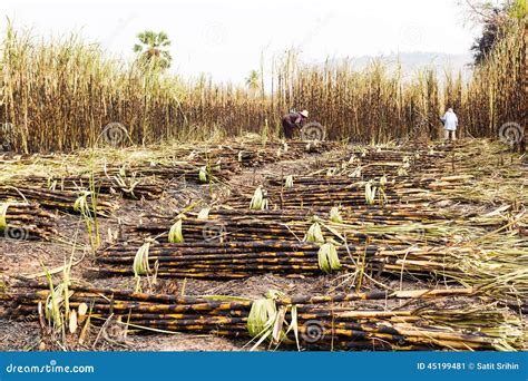 Workers Harvesting Sugarcane Royalty-Free Stock Photography ...