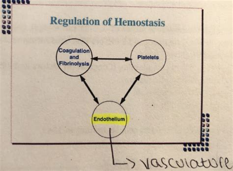 Coagulation Normal Hemostasis Flashcards Quizlet